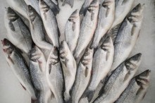 魚